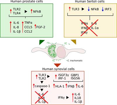 In Vitro Modelling of Chlamydia trachomatis Infection in the Etiopathogenesis of Male Infertility and Reactive Arthritis